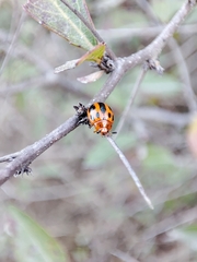 Plagiodera semivittata