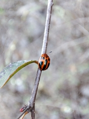 Plagiodera semivittata