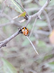 Plagiodera semivittata