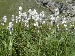 Eriophorum latifolium