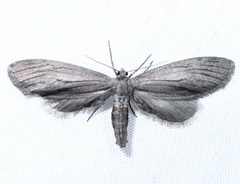 Glaucina macdunnoughi