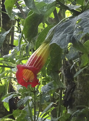 Brugmansia sanguinea