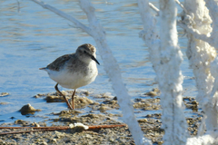 Calidris minutilla