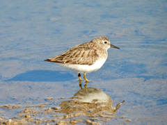 Calidris minutilla