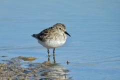 Calidris minutilla