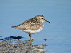Calidris minutilla