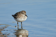 Calidris minutilla