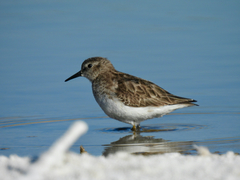 Calidris minutilla
