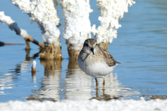 Calidris minutilla