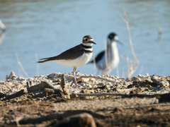 Charadrius vociferus