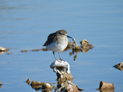Calidris minutilla