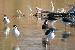 Himantopus mexicanus