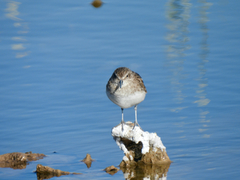Calidris minutilla
