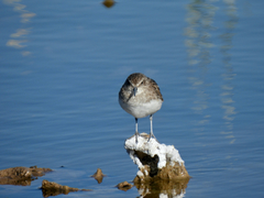 Calidris minutilla