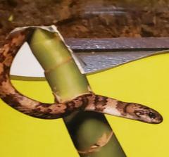 Elegant Snail-Eater photo 2