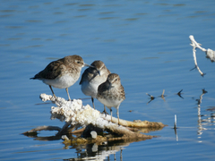 Calidris minutilla