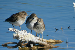 Calidris minutilla