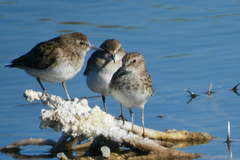 Calidris minutilla