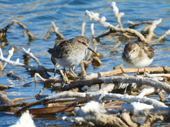 Calidris minutilla