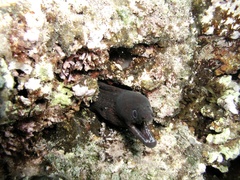 Gymnothorax undulatus