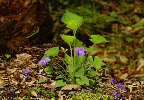 Wild violets