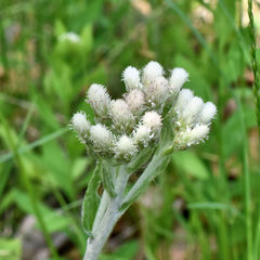 Antennaria parlinii