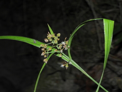 Hypolytrum schraderianum