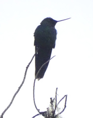 Pterophanes cyanopterus