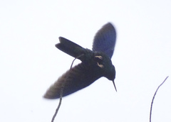 Pterophanes cyanopterus