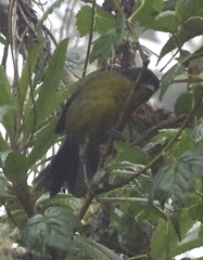 Atlapetes pallidinucha