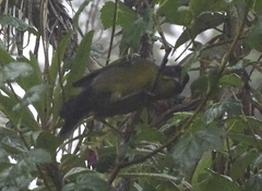 Atlapetes pallidinucha