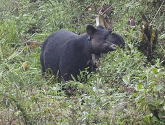 Tapirus pinchaque
