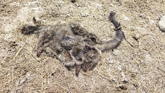 Paradoxurus hermaphroditus