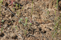 Eremocarya micrantha