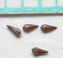 Eremocarya micrantha