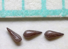 Eremocarya micrantha