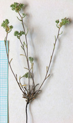 Eremocarya micrantha