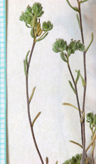 Eremocarya micrantha