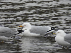 Larus delawarensis