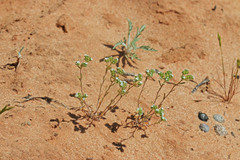 Eremocarya micrantha