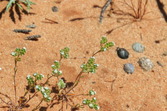 Eremocarya micrantha