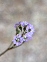 Boerhavia dominii