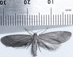 Glaucina macdunnoughi