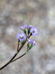 Boerhavia dominii