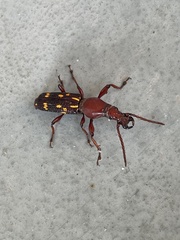 Baryrhynchus poweri