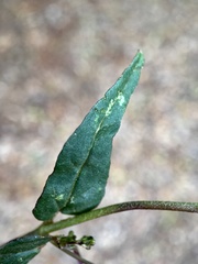 Boerhavia dominii