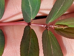 Euphorbia hyssopifolia image