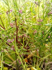 Scyphostelma