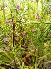 Scyphostelma