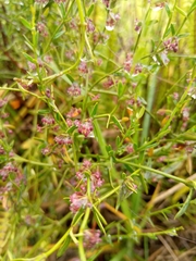 Scyphostelma